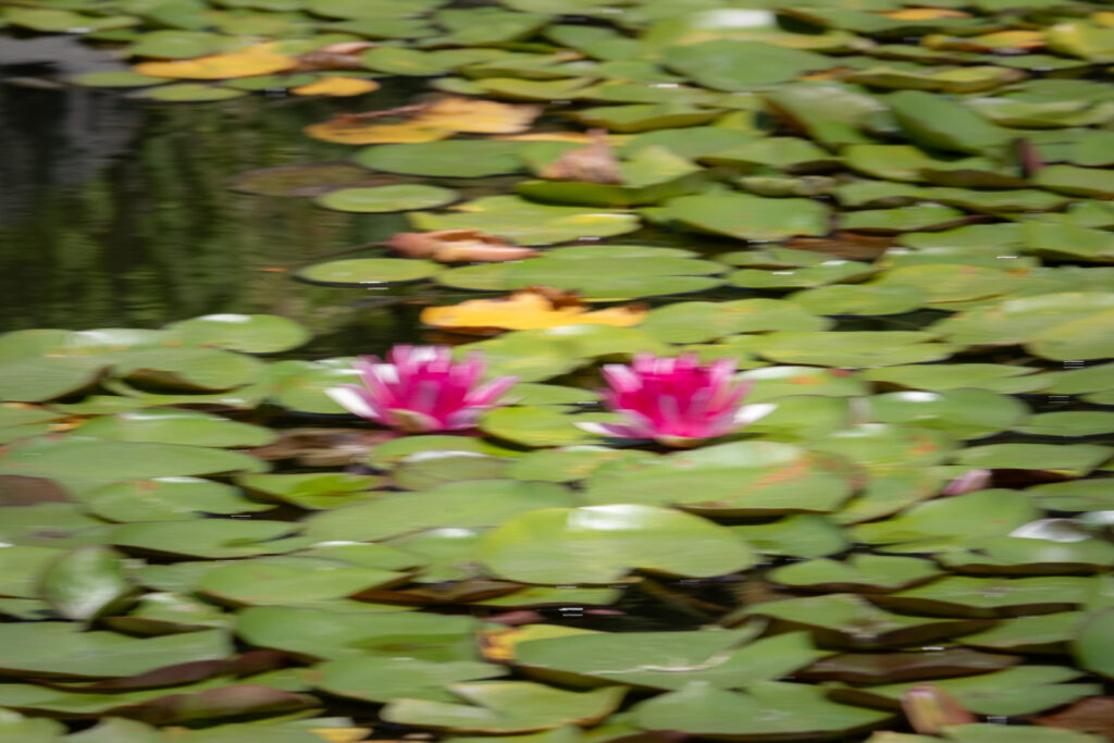 ICM Water lilies