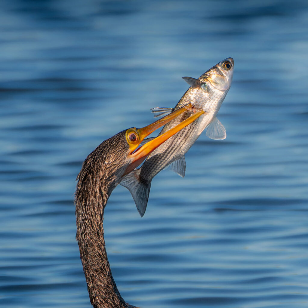 Anhinga with a fish