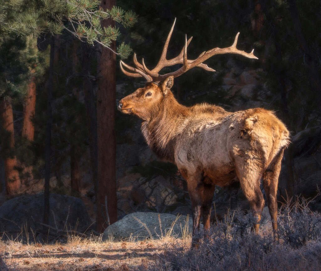 Bull elk