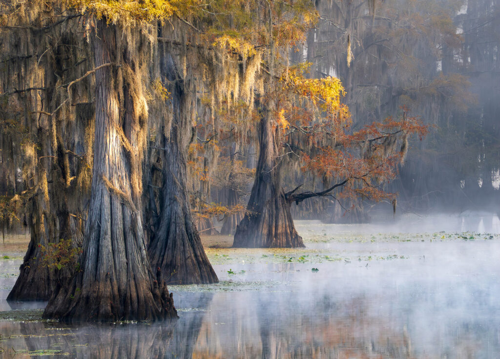 Fog and fall colors