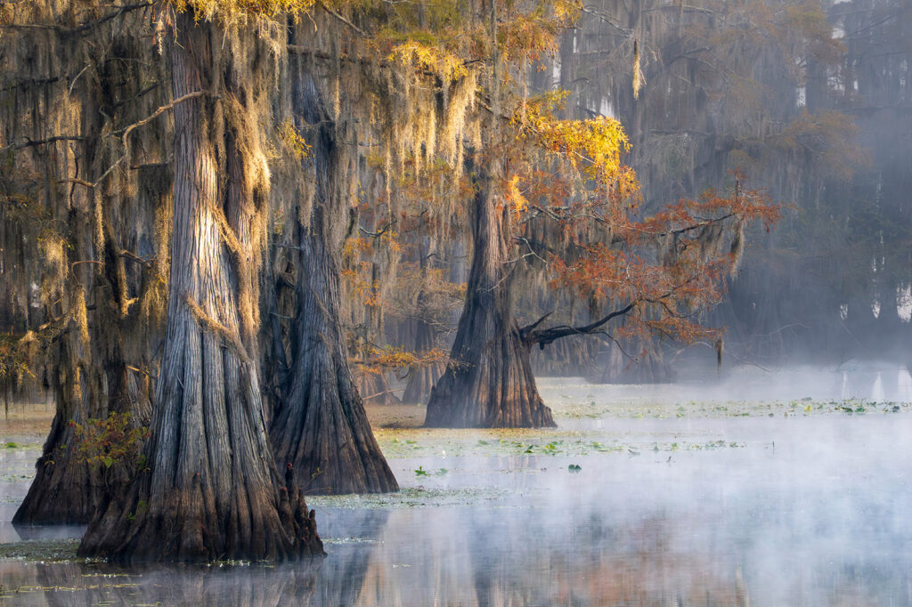 Caddo Lake in fog