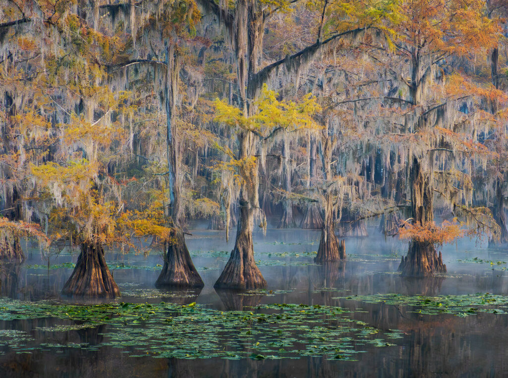 Bald cypress trees in fall