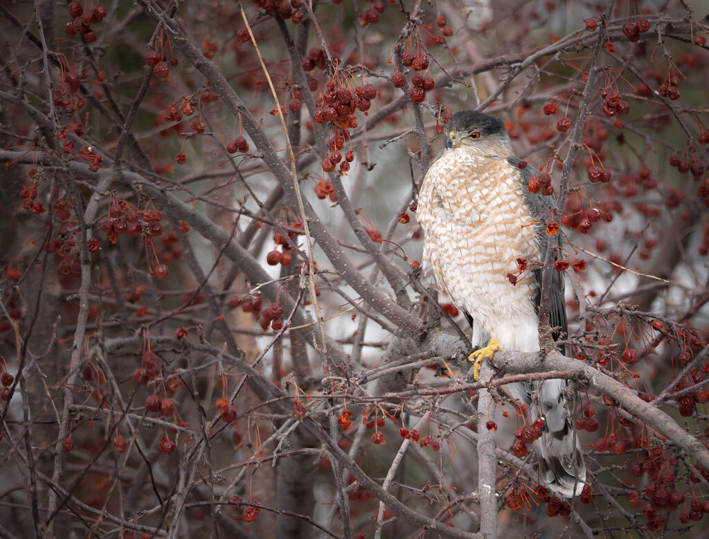 Cooper's hawk