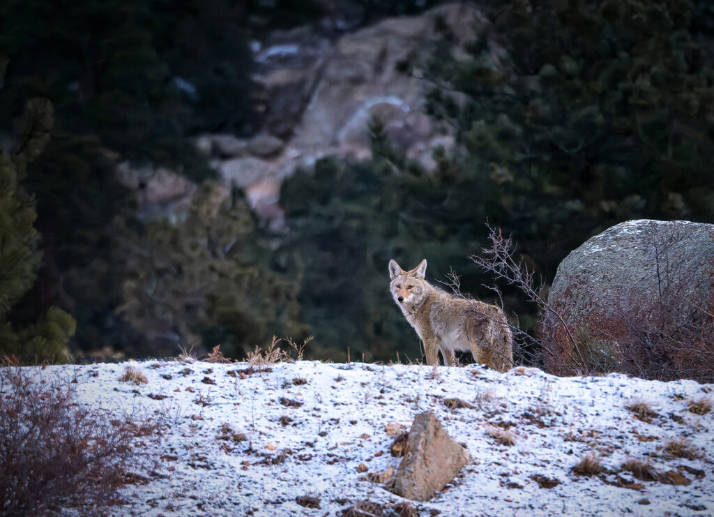 Coyote
