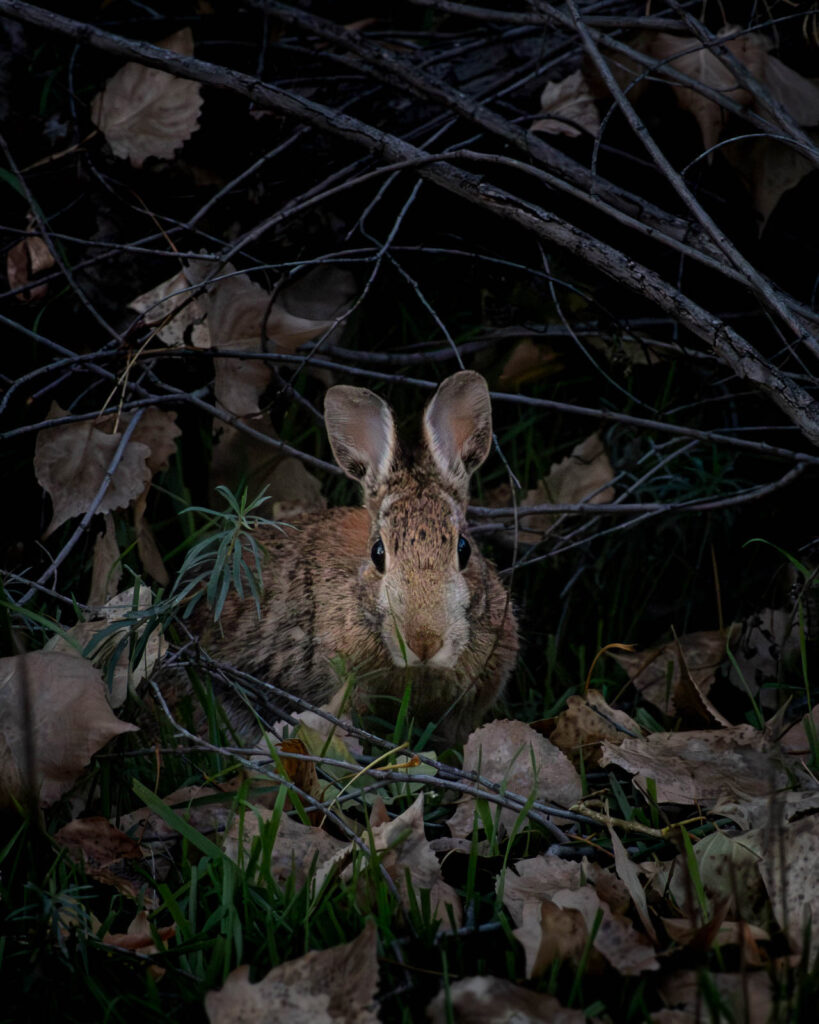 Rabbit in the shadows