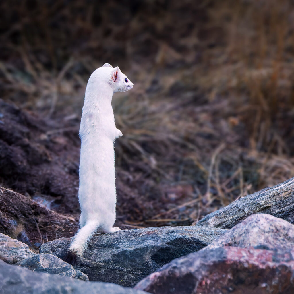 Ermine