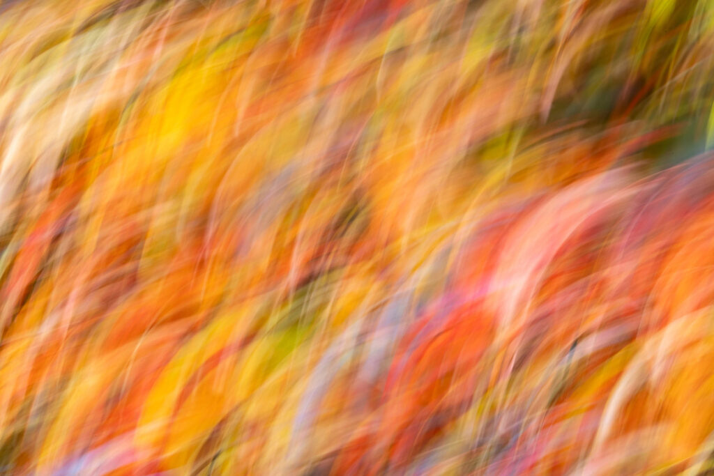 ICM Fall Color Swirls
