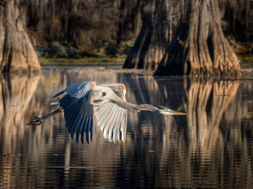 Great blue heron