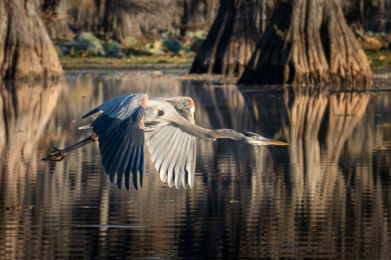 Great blue heron