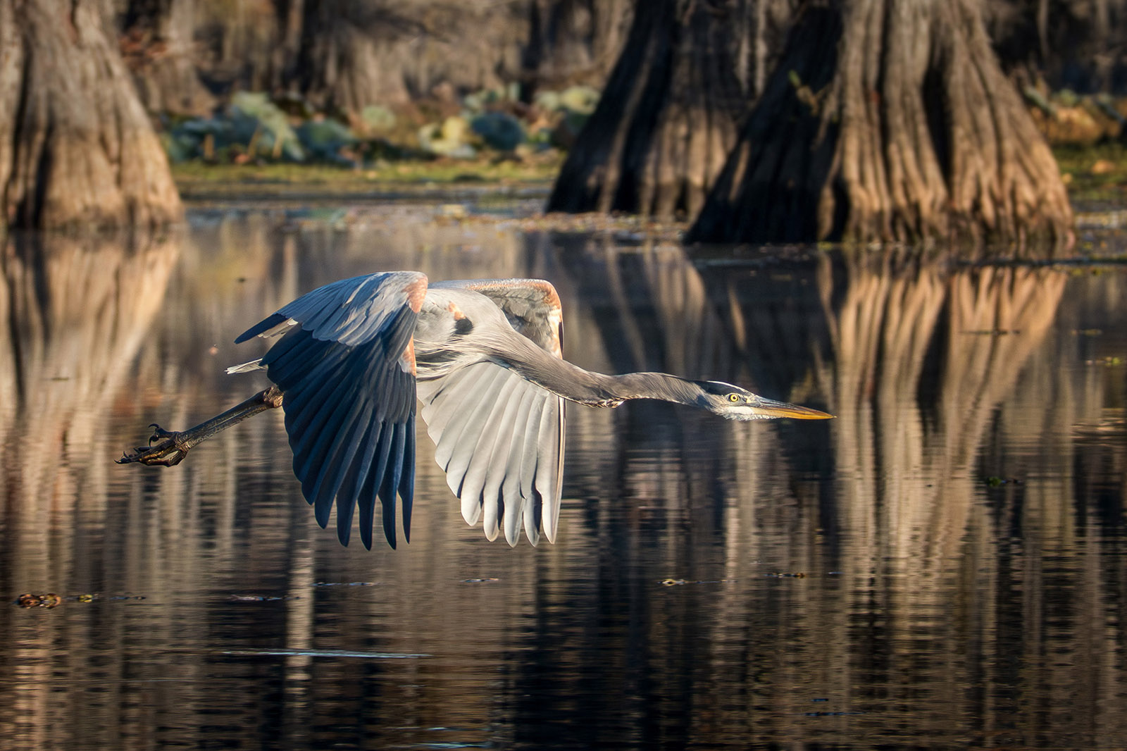 Great blue heron