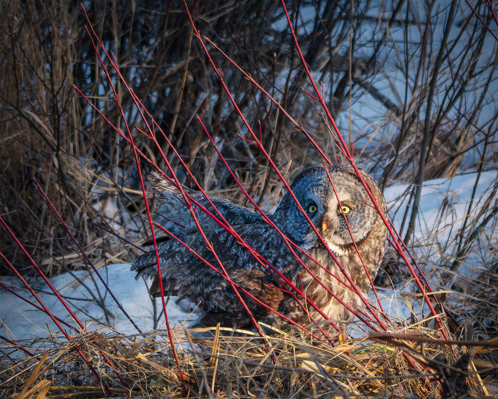 Great grey owl and dogwood branches