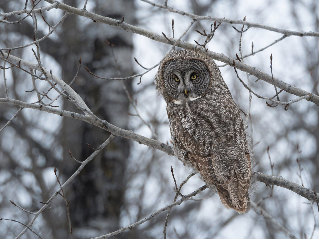 Great grey owl