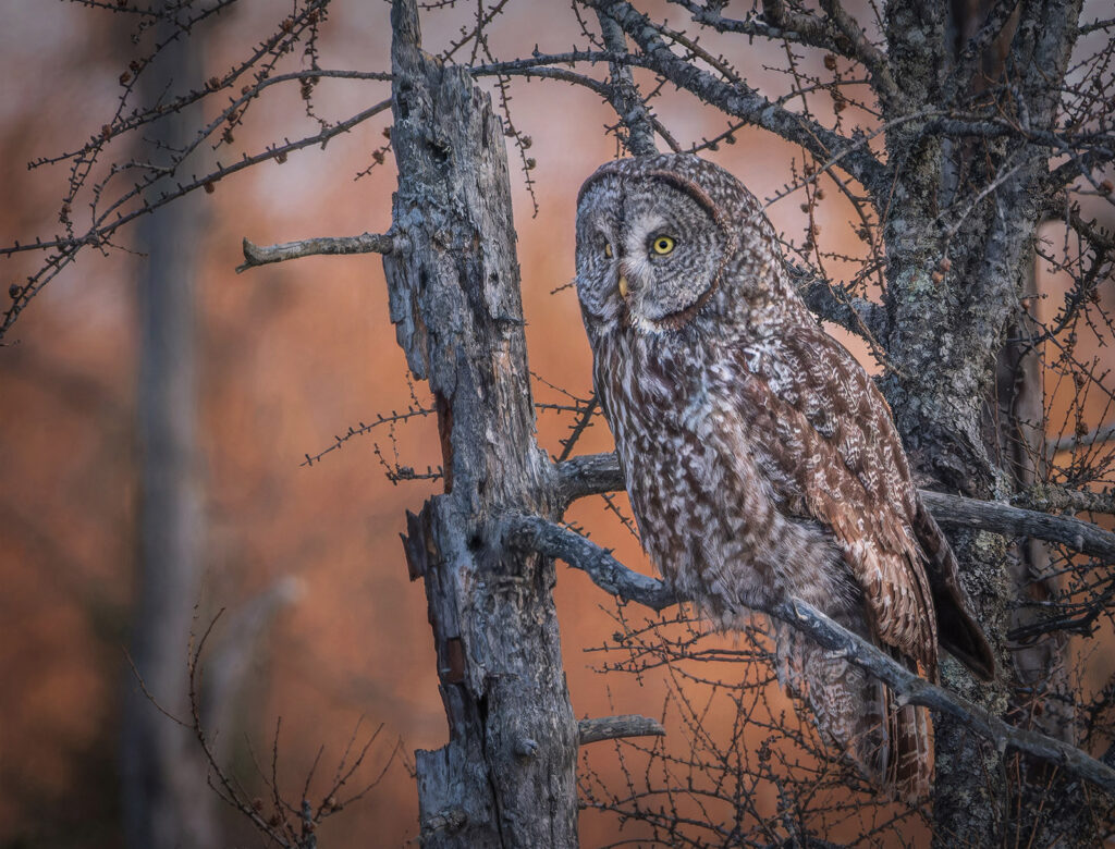 Great grey at sunset