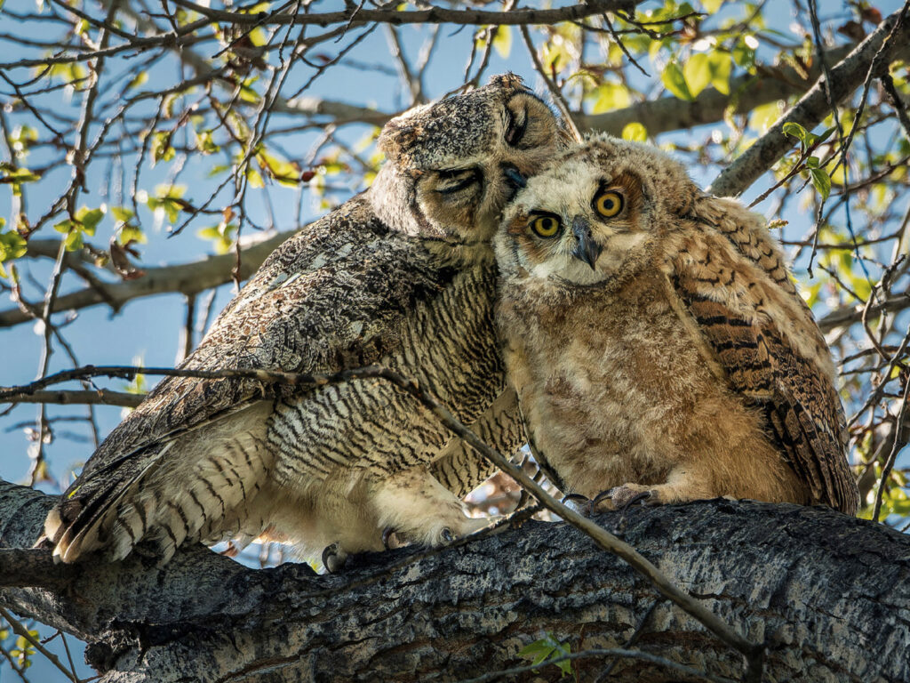 Great horned owl and owlet