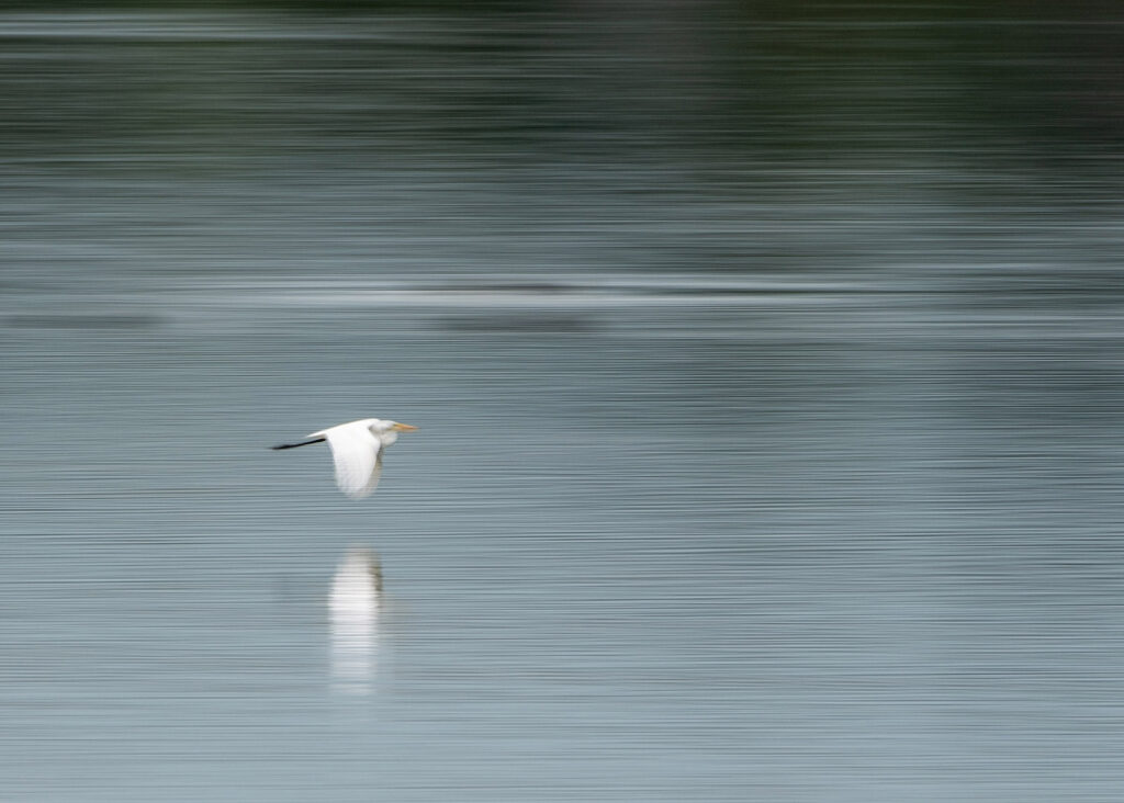 ICM Great egret flying