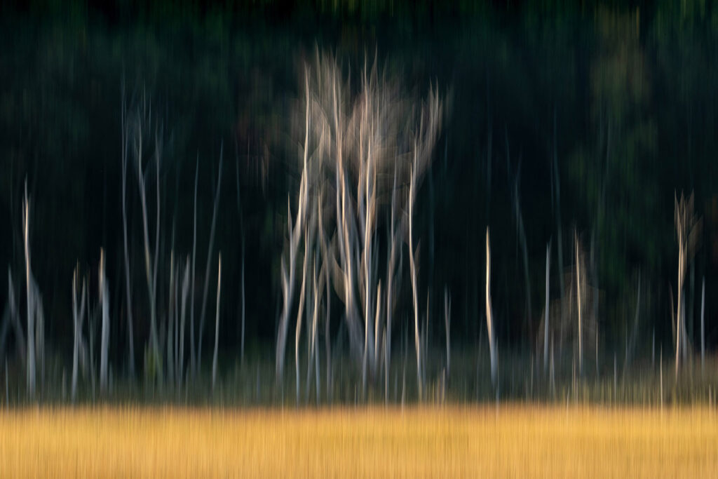 ICM white trees