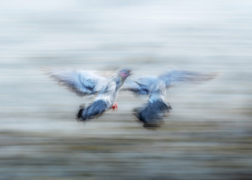 ICM Pigeons