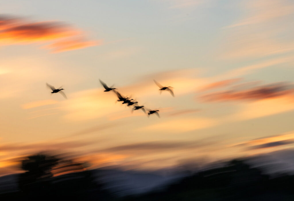 ICM Geese