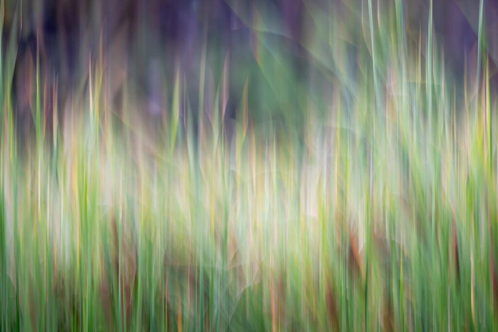 Abstract cattails