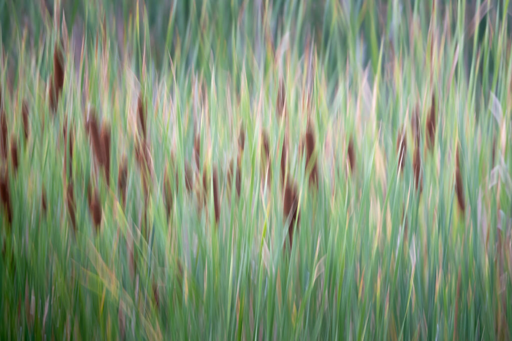 Cattails