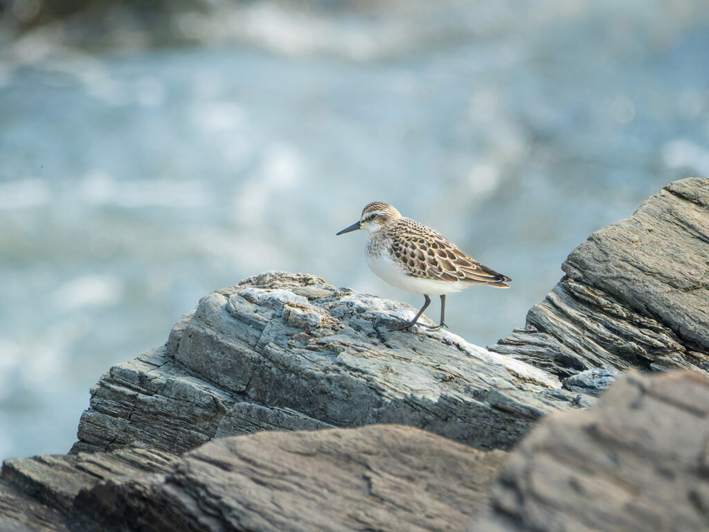 Least sandpiper on the rocks
