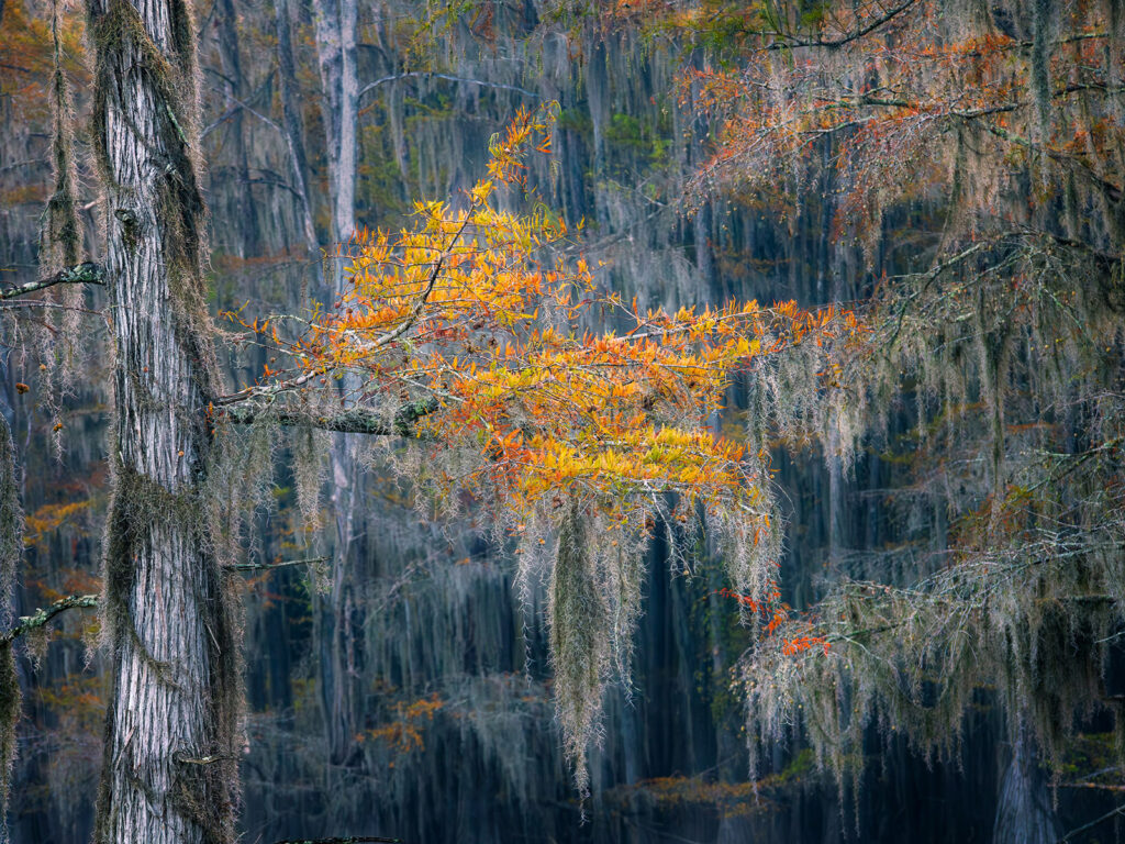 Fall colors at Caddo Lake