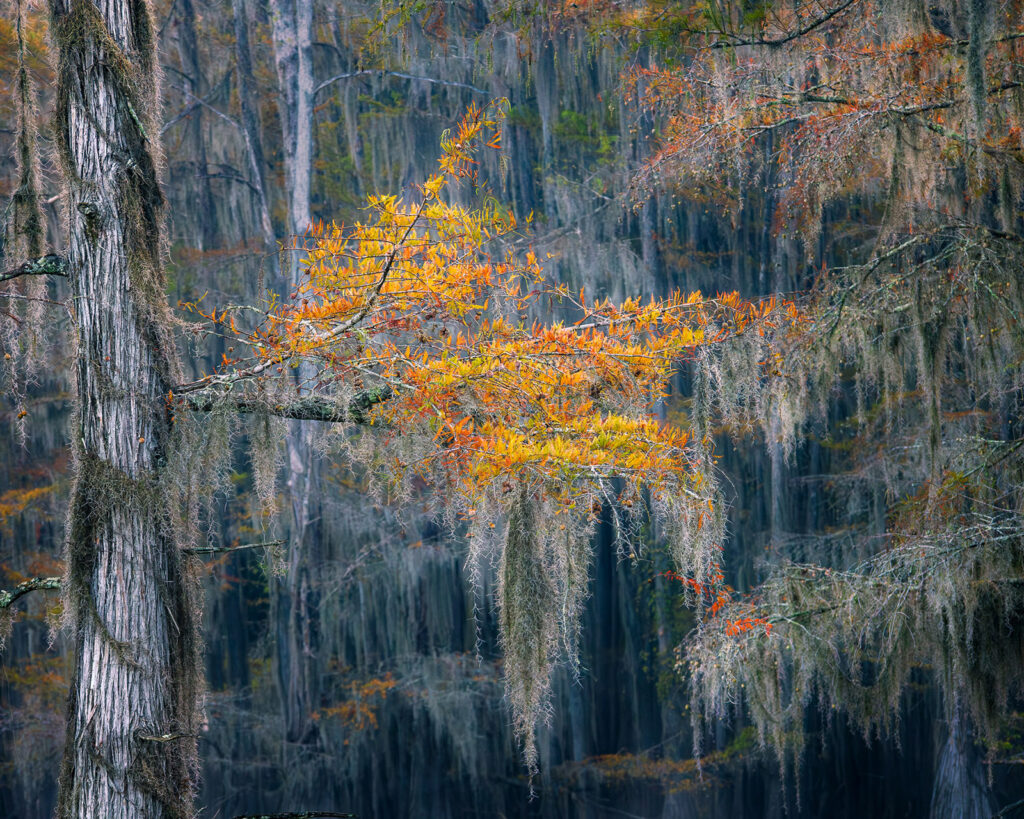 Fall color with Spanish moss