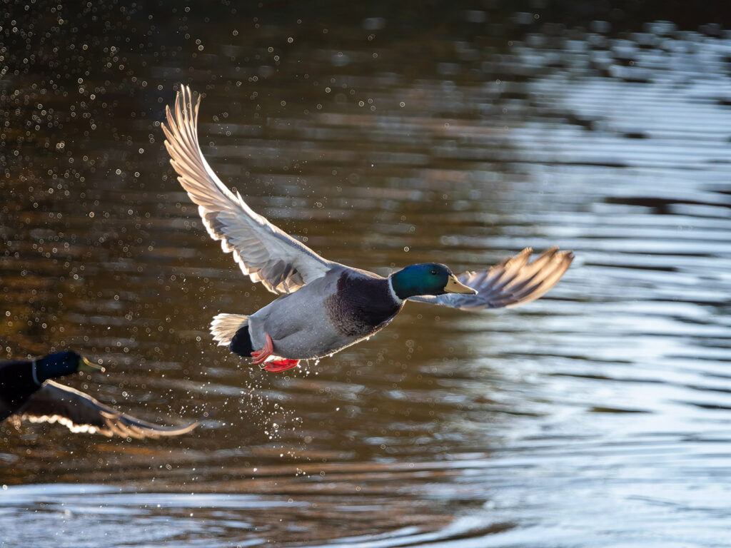 Mallard taking off