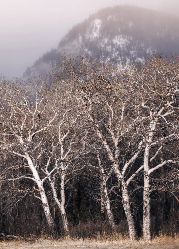 Aspen grove
