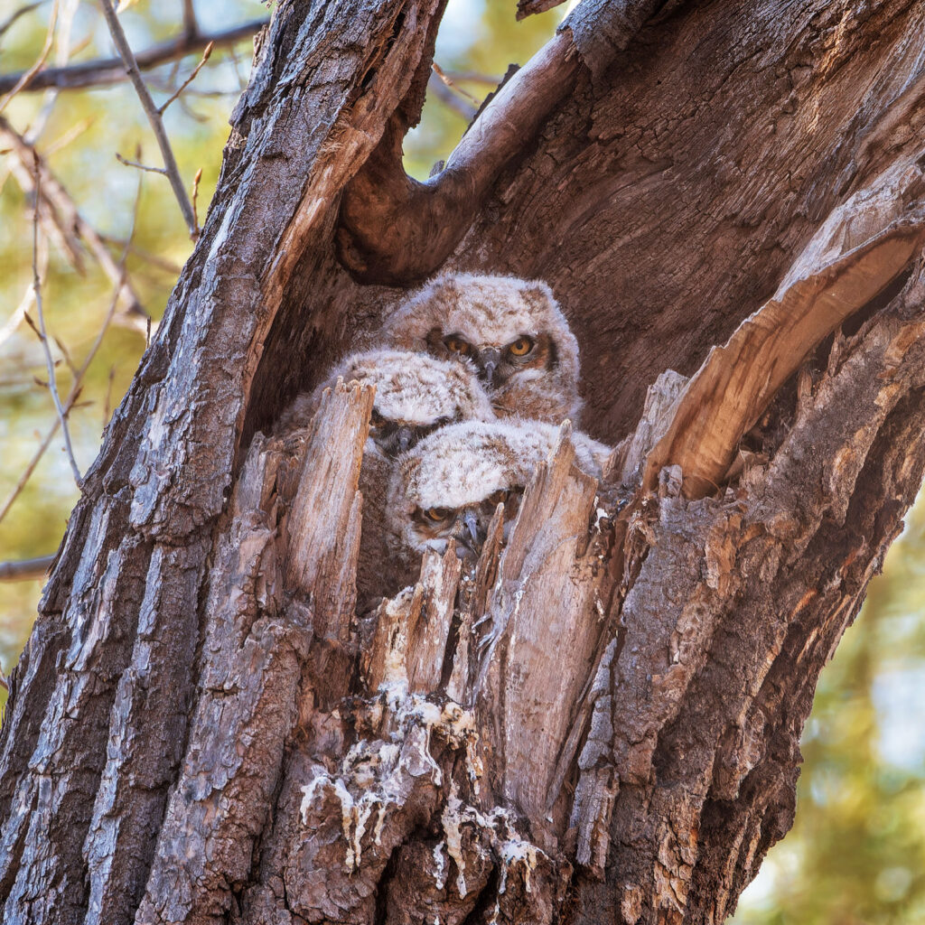 Great horned owlets