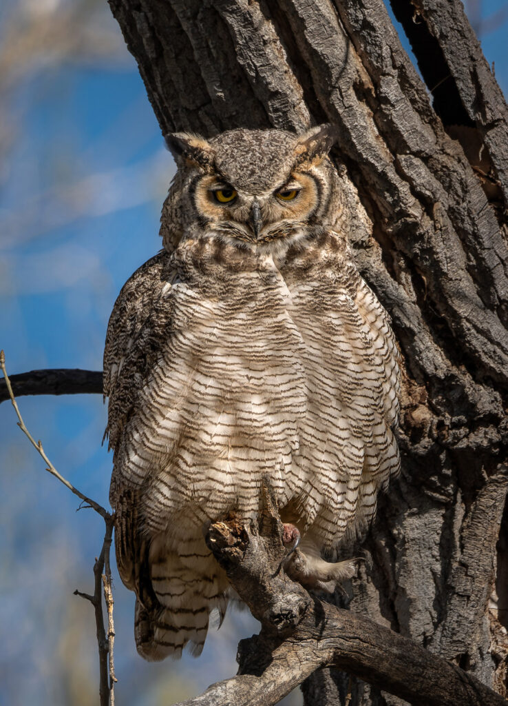 Great horned owl