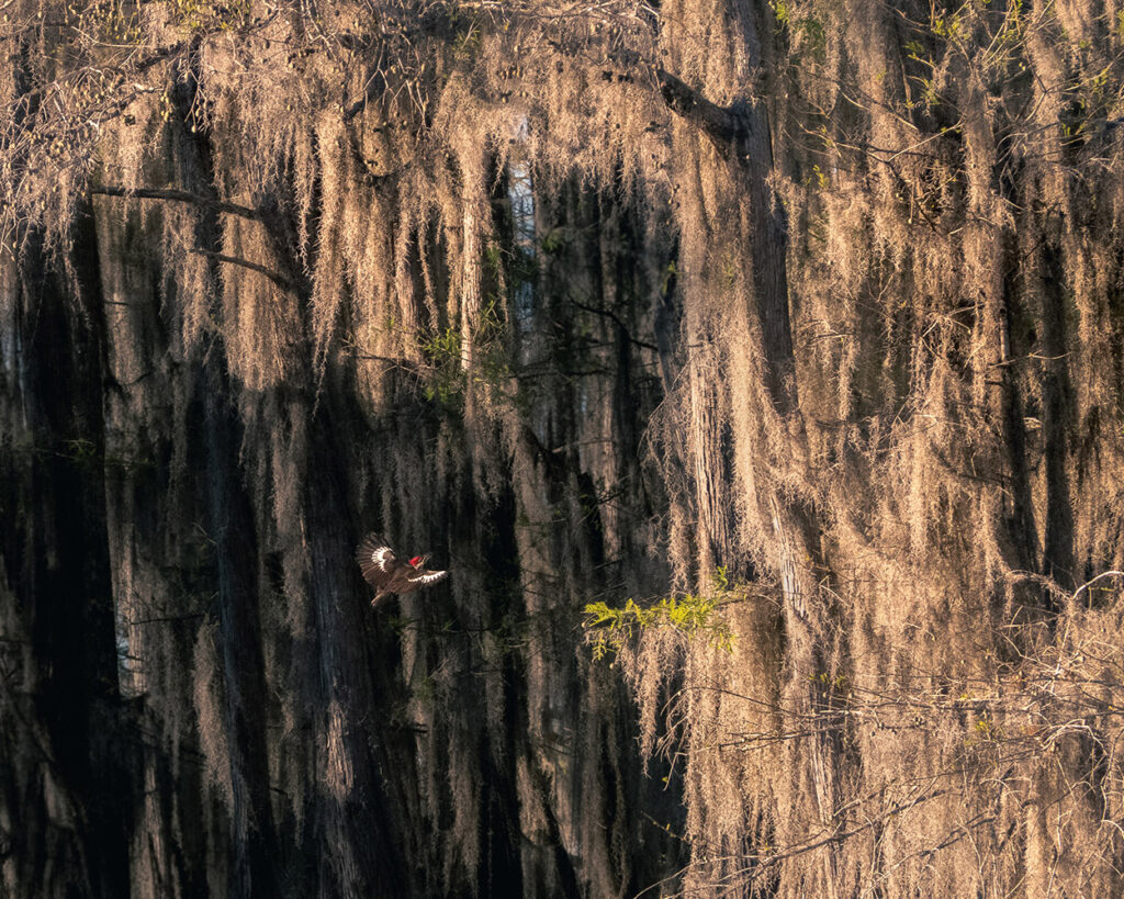 Pileated woodpecker flying