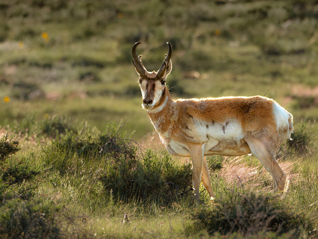 Male pronghorn
