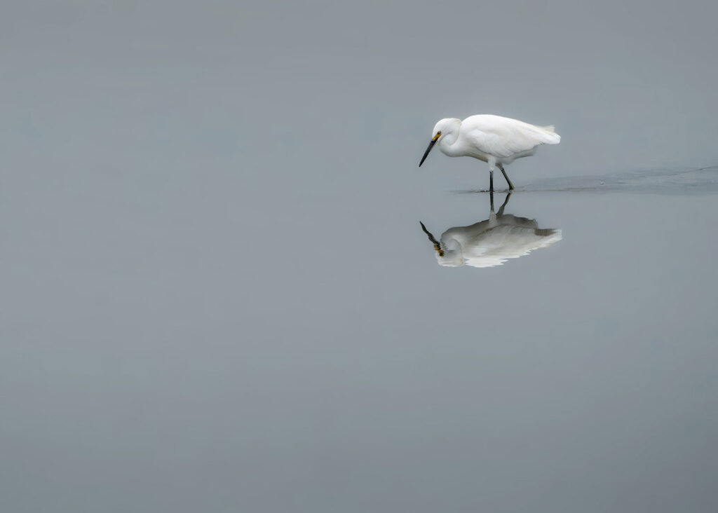 Snowy egret