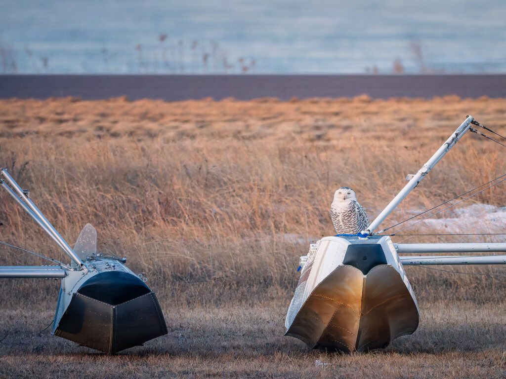 Snowy owl on plane float