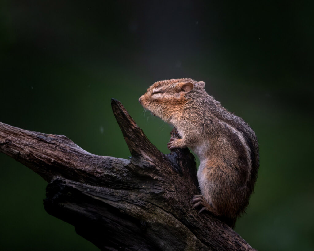 Soggy chipmunk