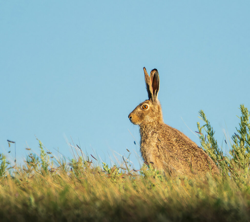 Black-tailed jackrabbit