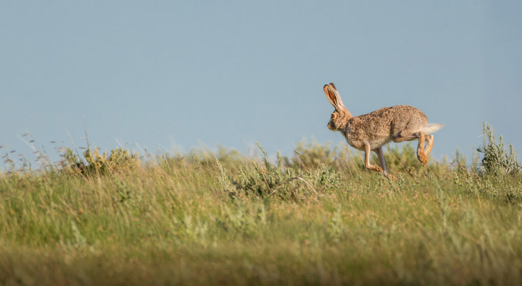 Black-tailed jackrabbit running