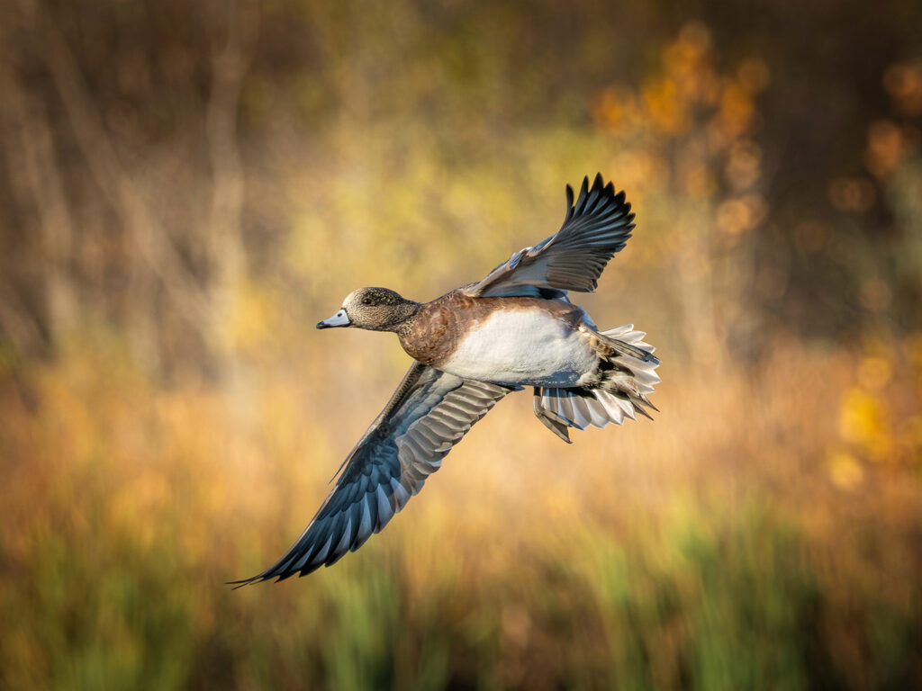 American wigeon
