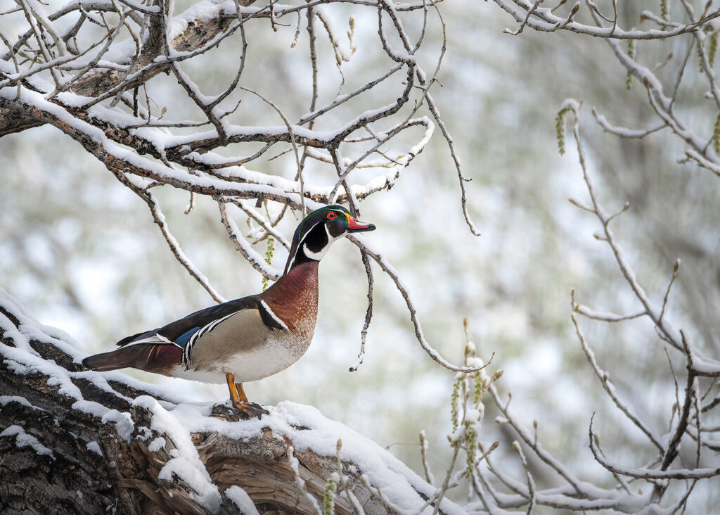 Wood duck in the snow