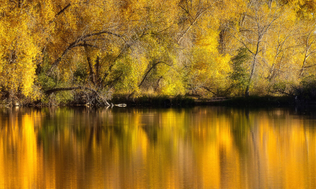 Autumn yellow reflections