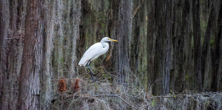 Great egret and Spanish moss