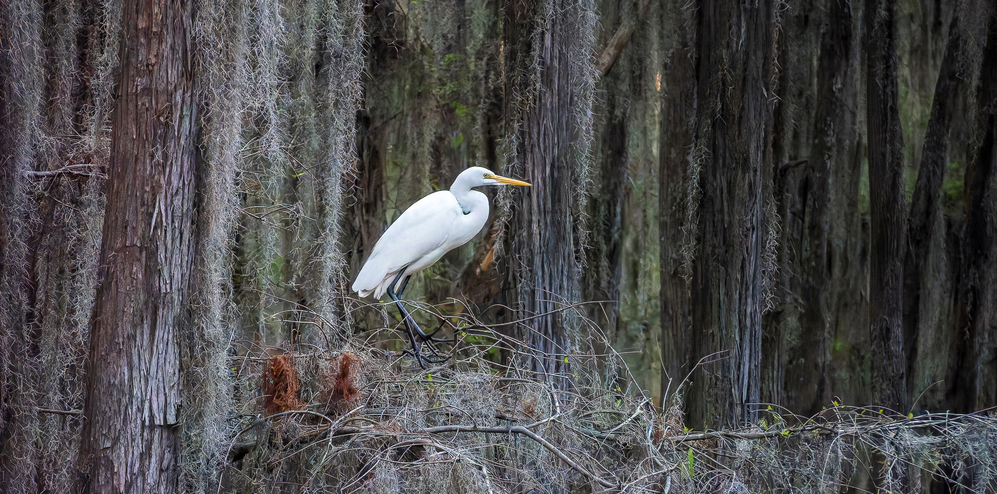 Great egret and Spanish moss
