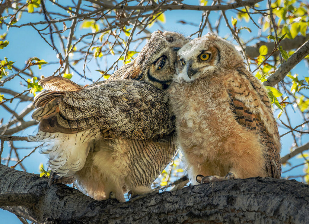 Great horned owl parent and owlet