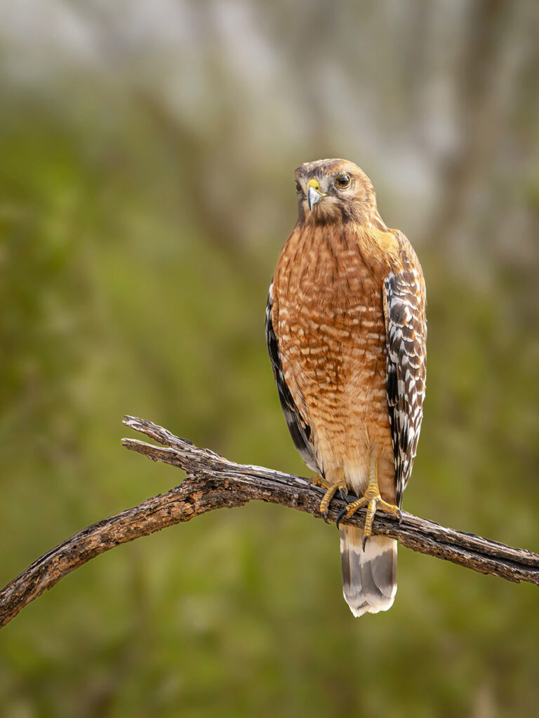 Red-shouldered hawk
