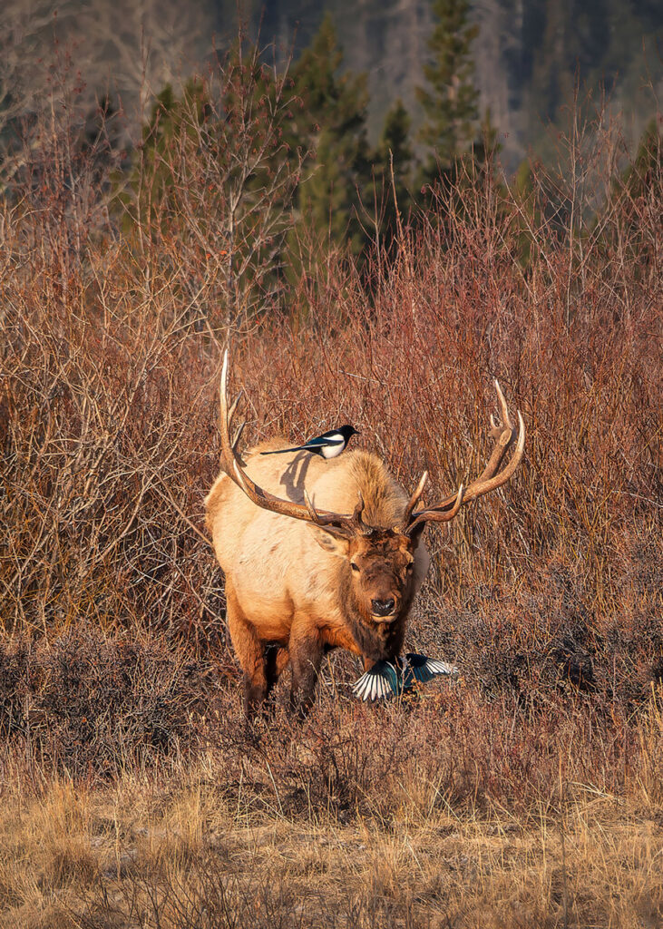 Bull elk and magpies