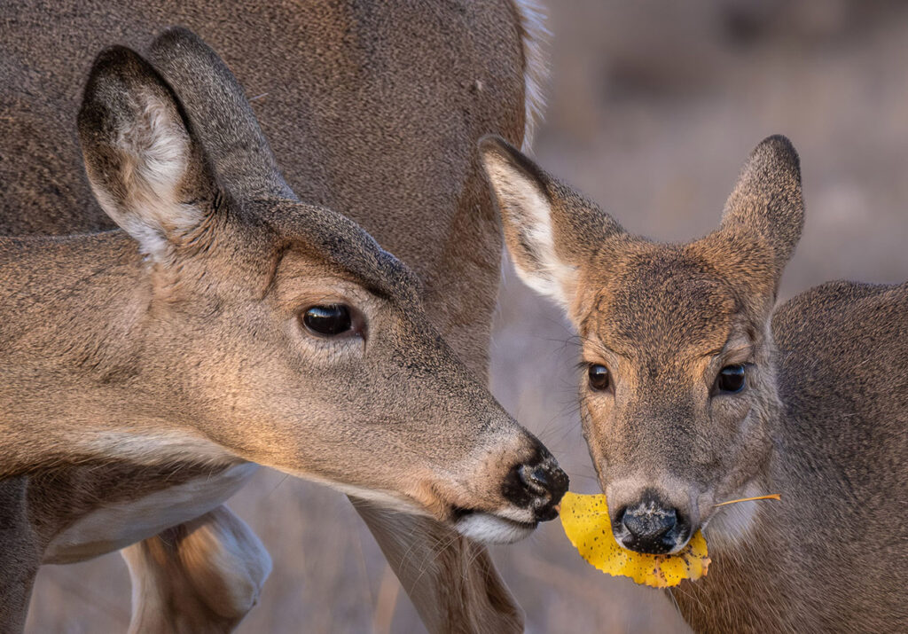 Doe and fawn