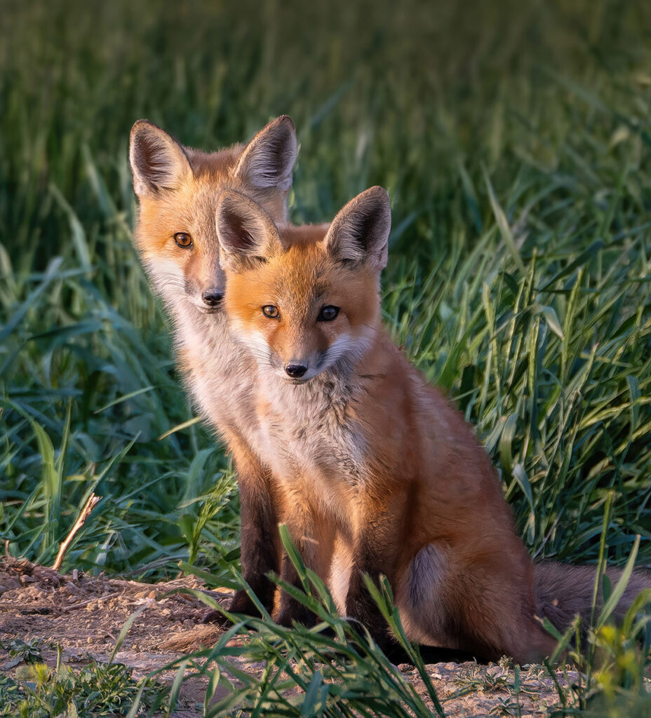Pair of fox kits