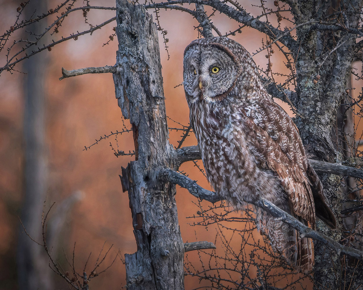 Great grey owl