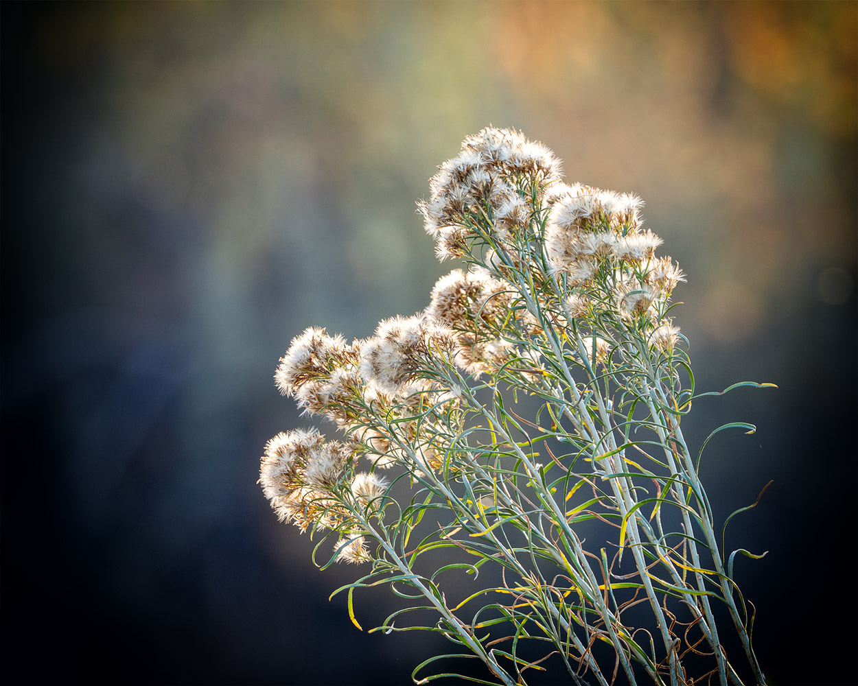 Rabbitbrush